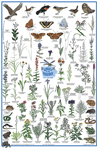 Jewels of the Prairie Wet Prairies