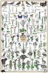 Jewels of the Prairie Dry Prairie