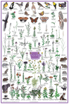 Jewels of the Prairie Mesic Prairie