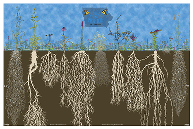 Jewels of the Prairie Roots